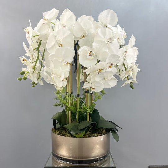8 Stem Orchid in a gold vase