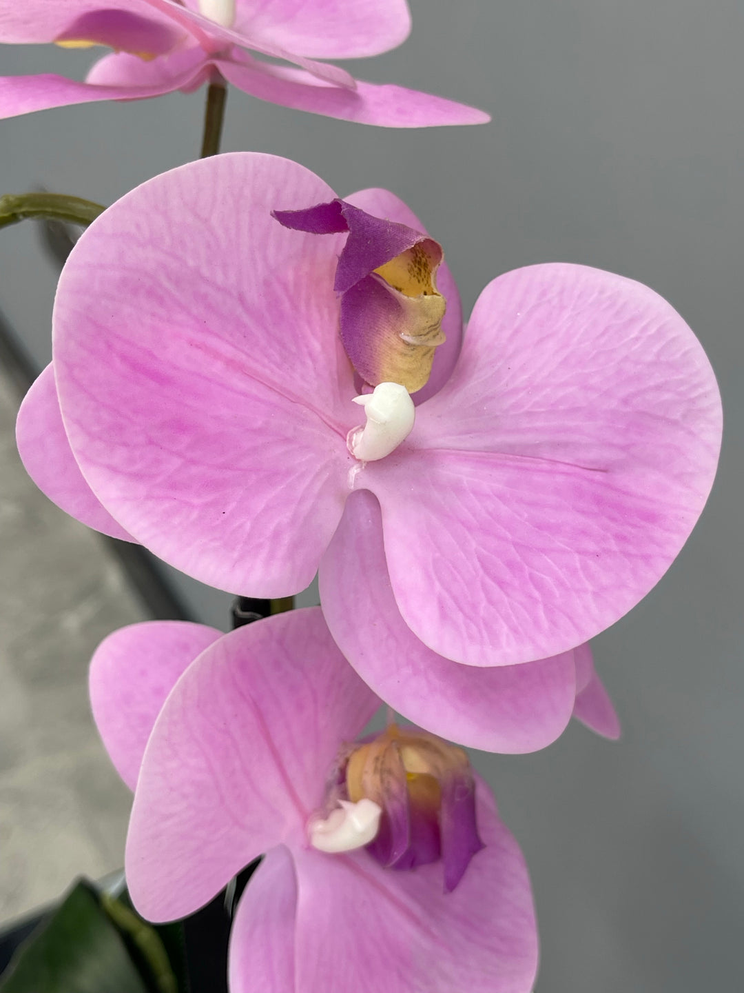 Pink orchid in a chrome bowl